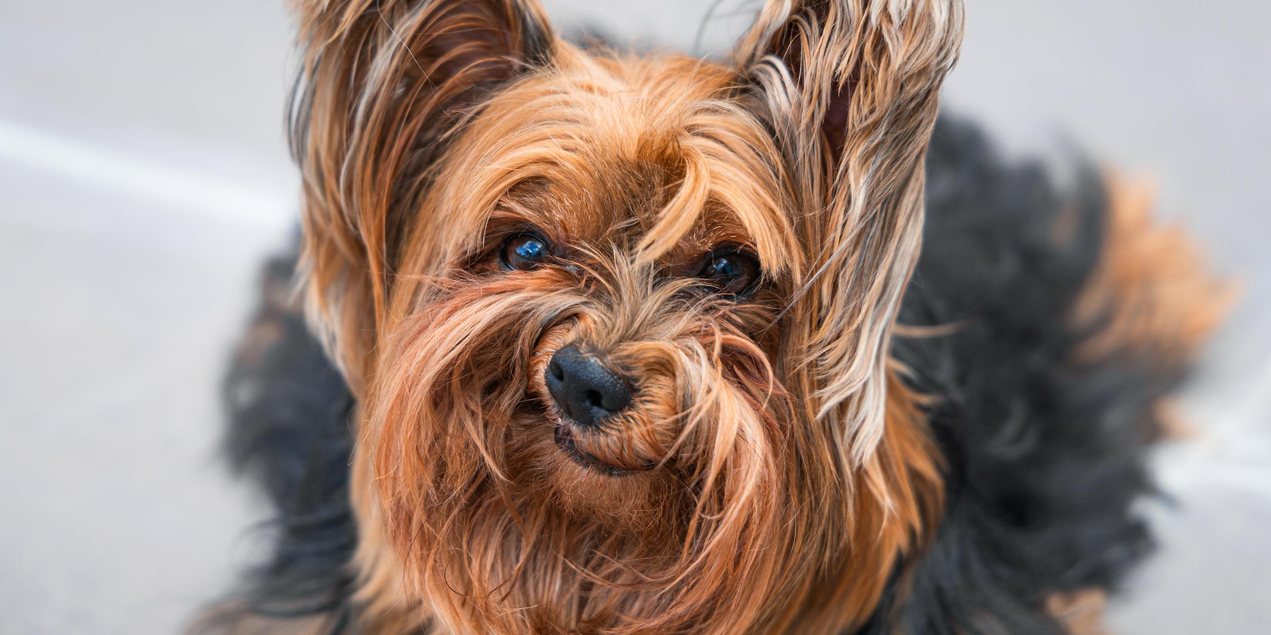 Grumpy Dog