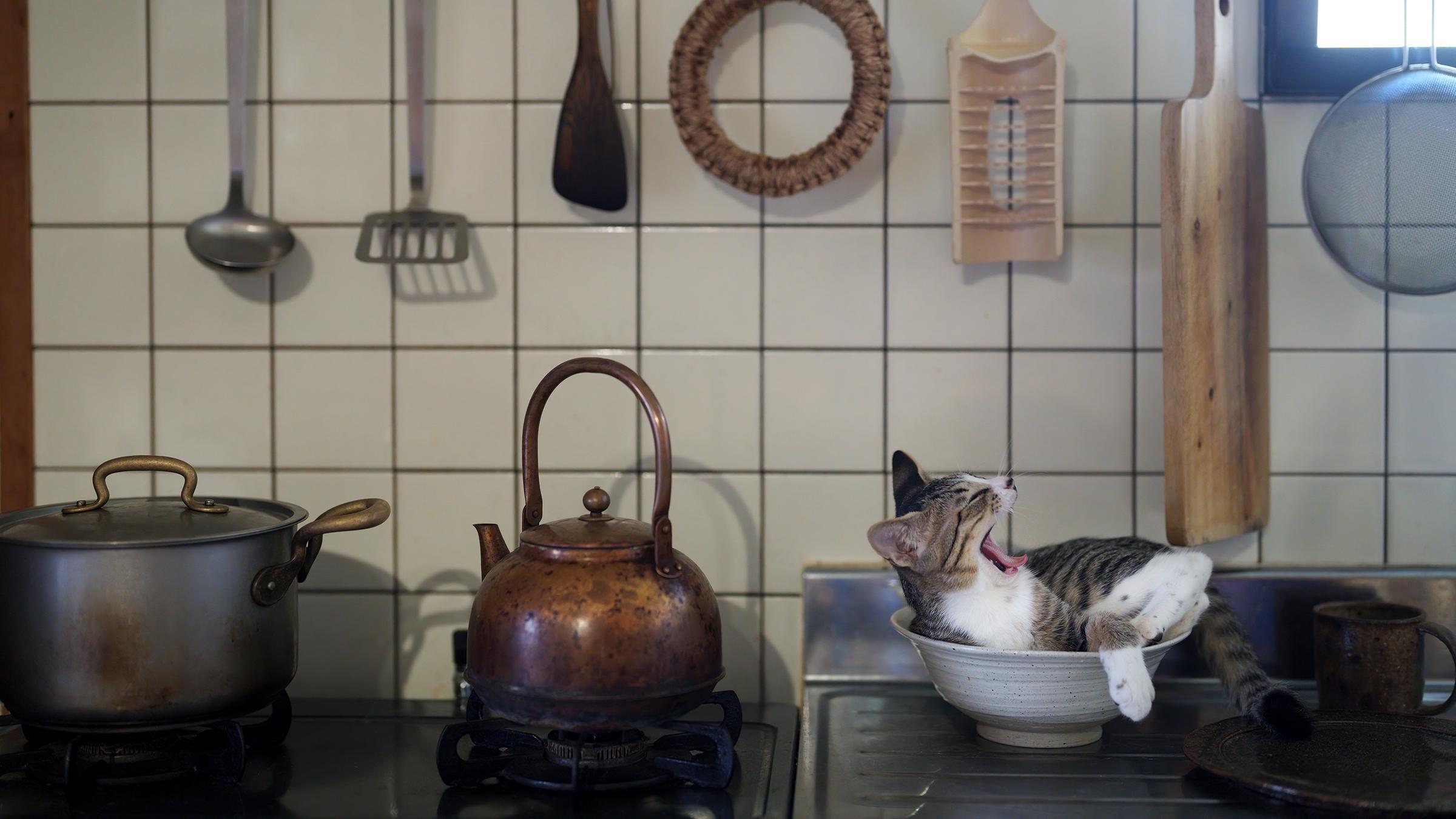 Kitty in the kitchen