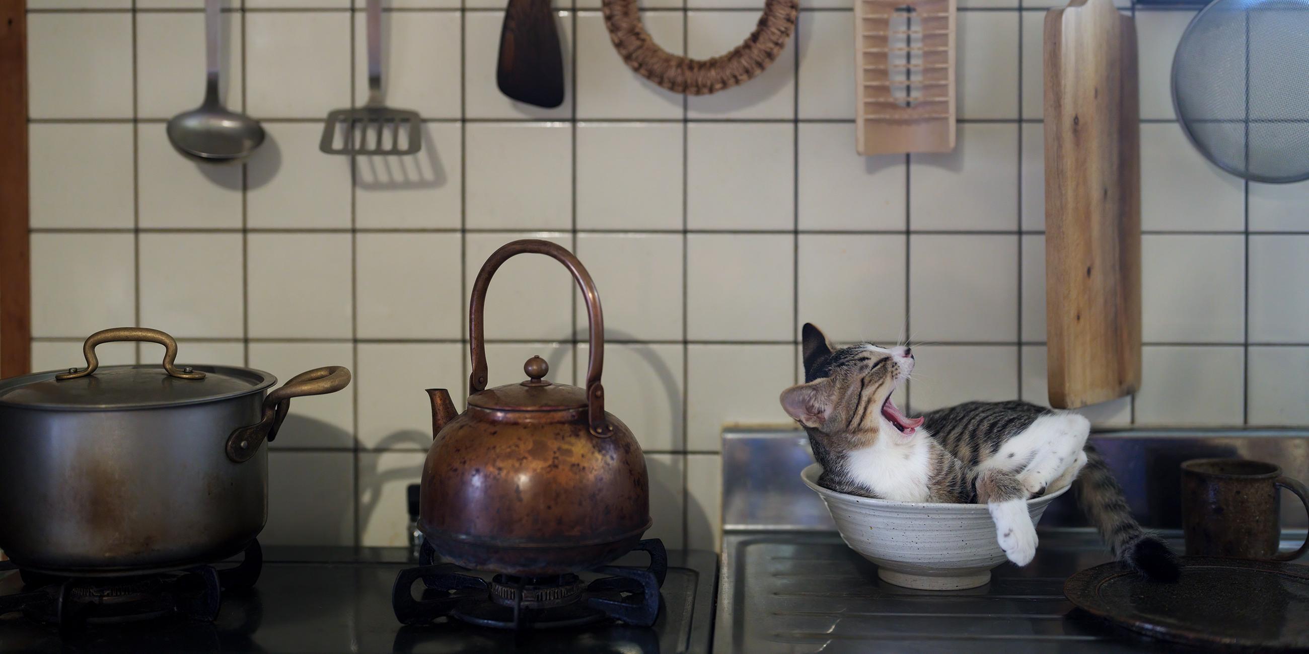 Kitty in the kitchen