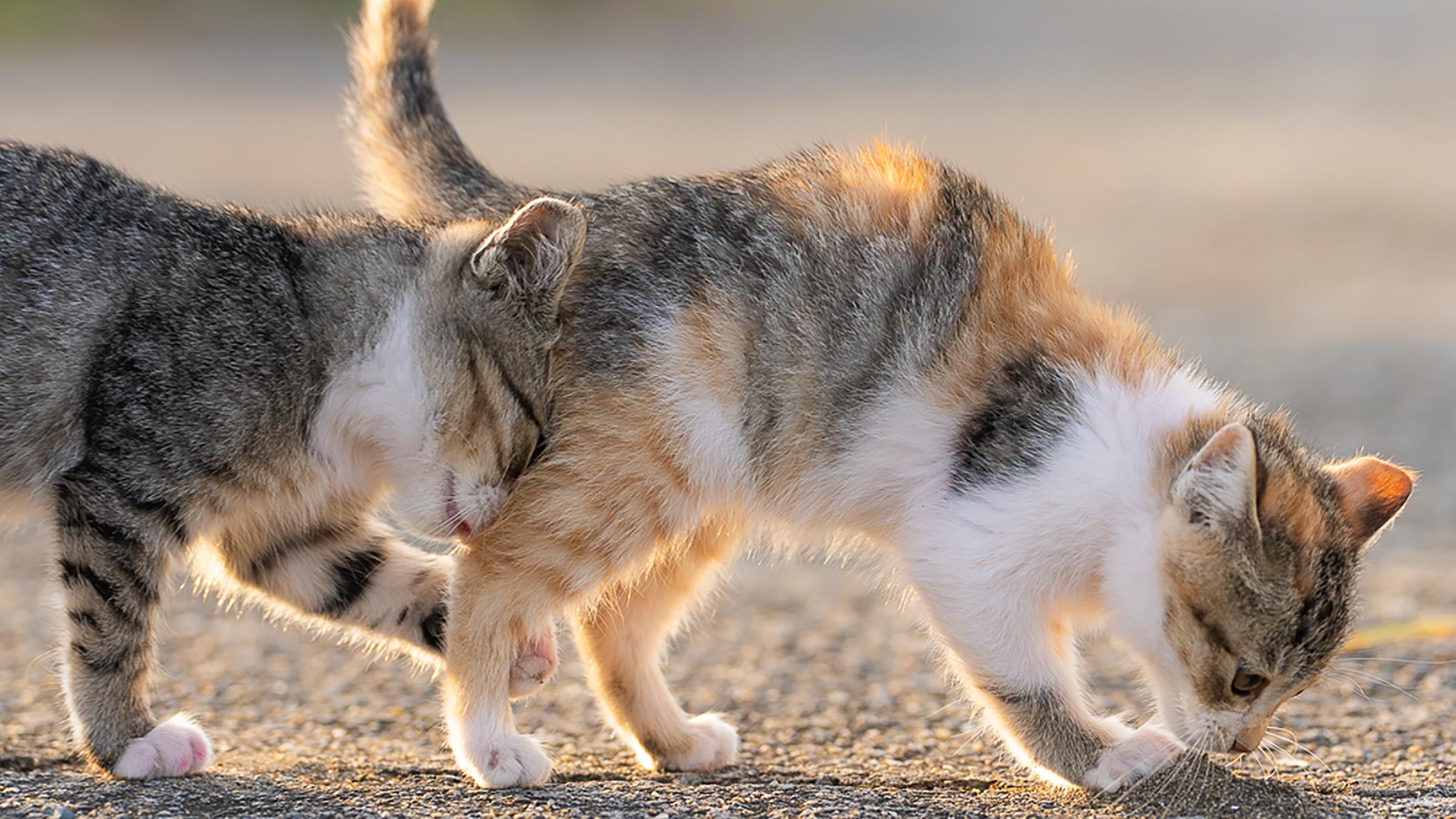 Kitten stuck in traffic