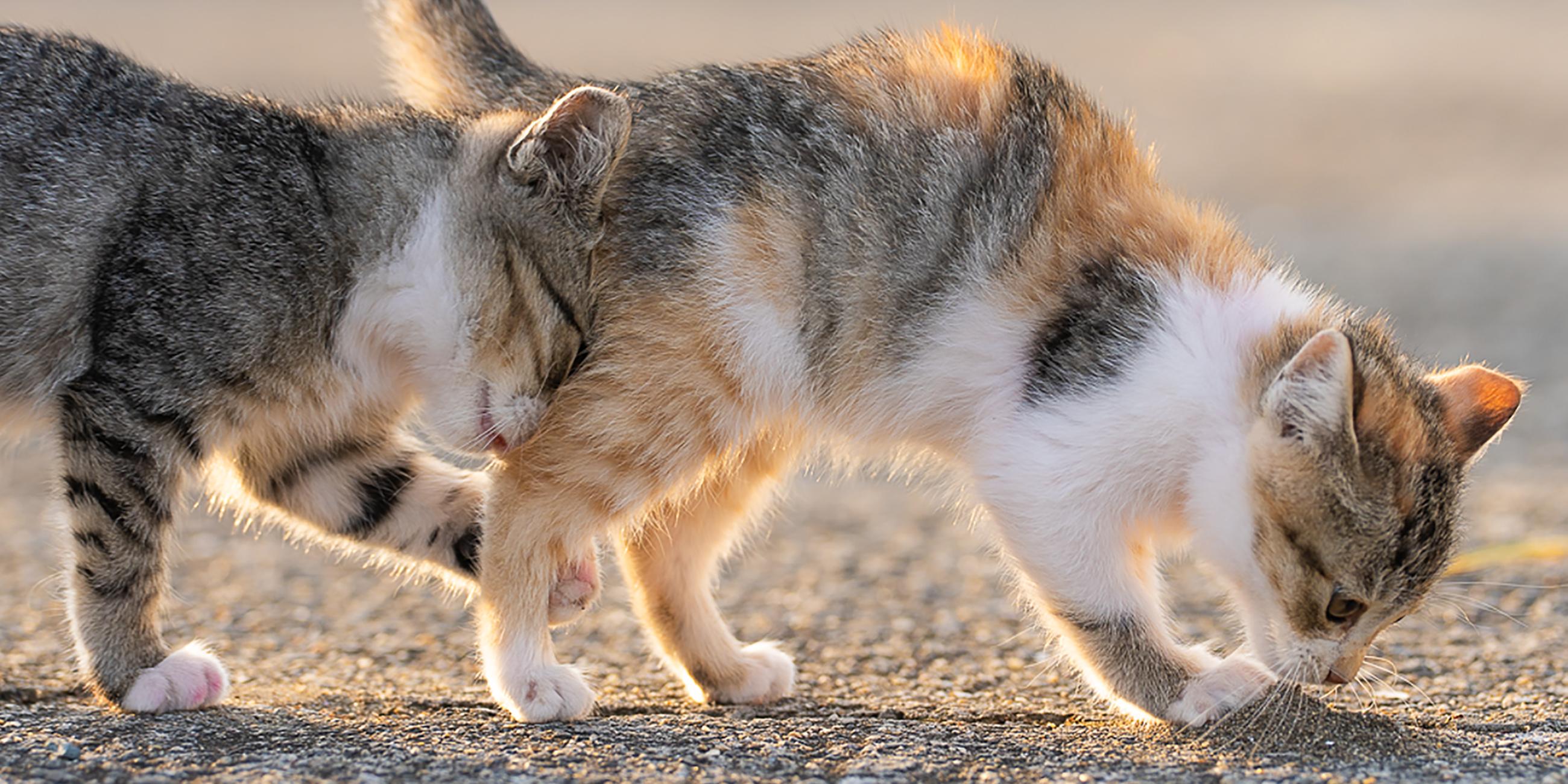 Kitten stuck in traffic