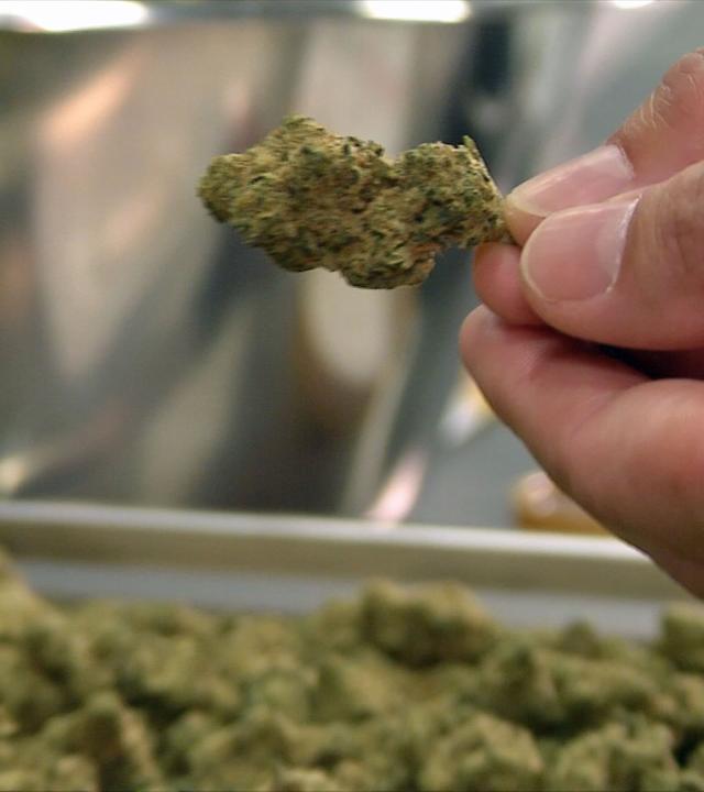 Cannabis