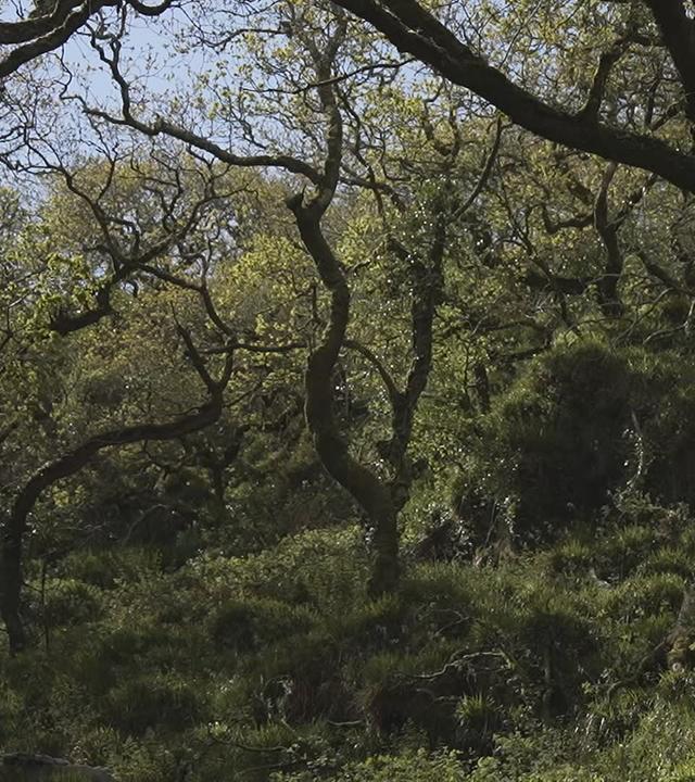 Dicht mit Eichen und Sträuchern bewachsener Regenwald in Cornwall