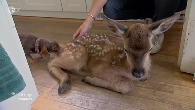 dackel-wildtiere