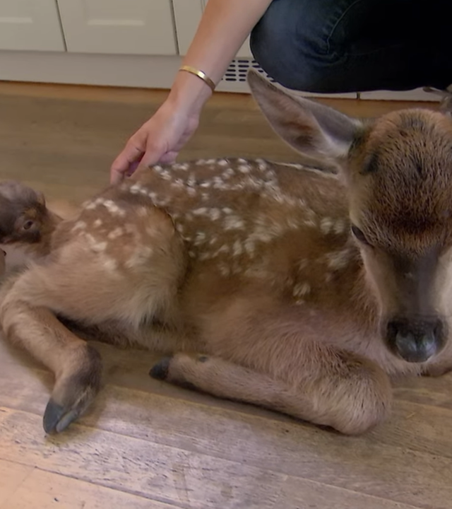 dackel-wildtiere
