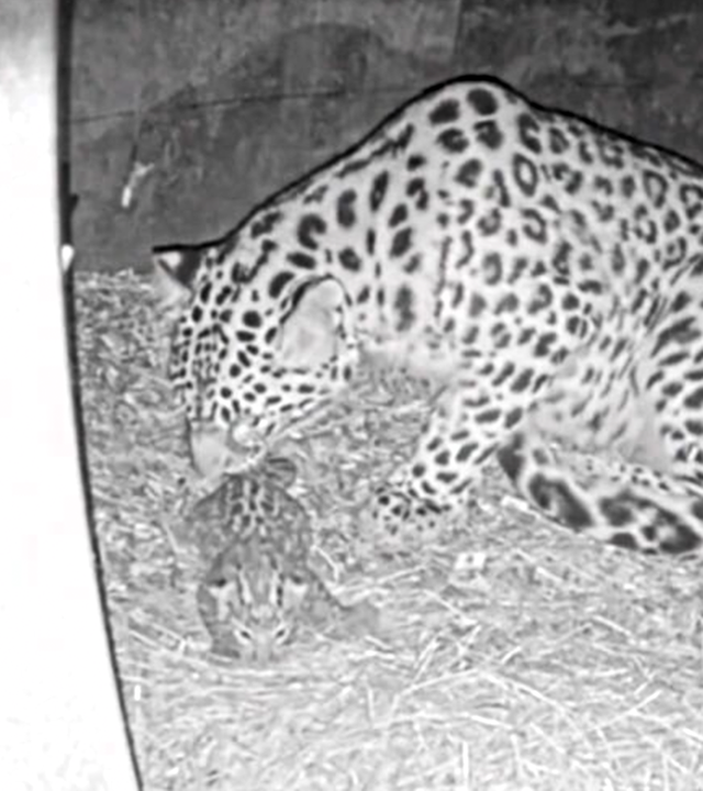 Das Bild zeigt eine Aufnahme einer Überwachungskamera. Die Leopardenmutter putzt darauf ihr Junges, während beide auf Stroh liegen.