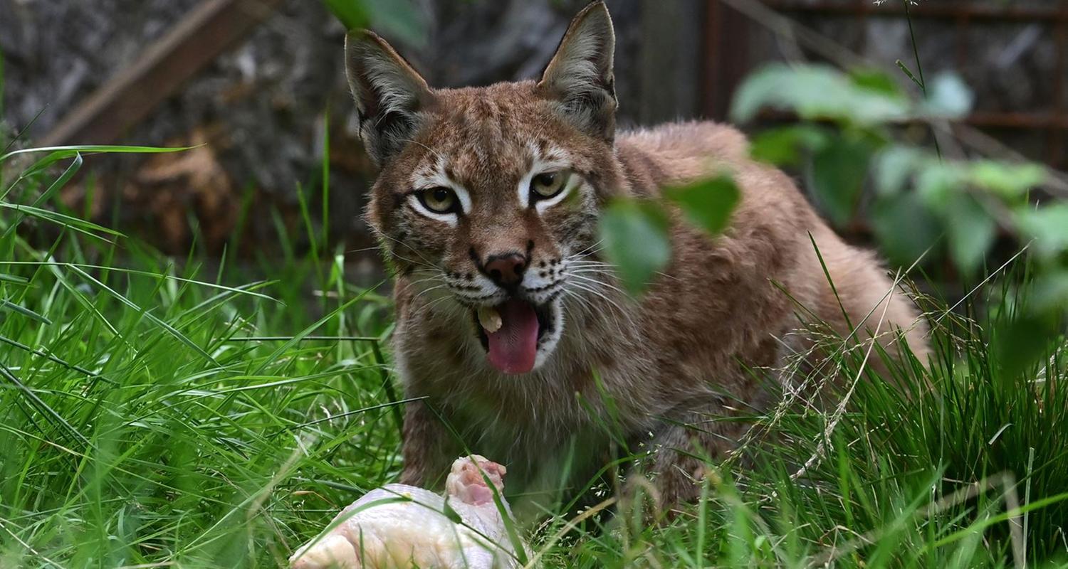 Um seine Raubtiere mit ihnen zu füttern bittet der Aalborg-Zoo um eine Spende von Haustieren.