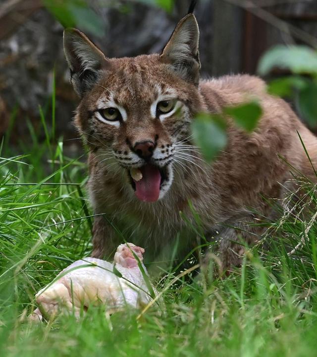 Um seine Raubtiere mit ihnen zu füttern bittet der Aalborg-Zoo um eine Spende von Haustieren.