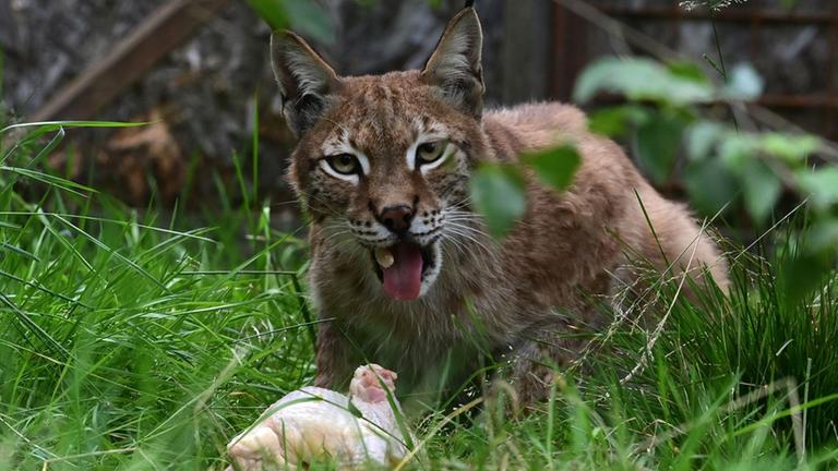 Um seine Raubtiere mit ihnen zu füttern bittet der Aalborg-Zoo um eine Spende von Haustieren.