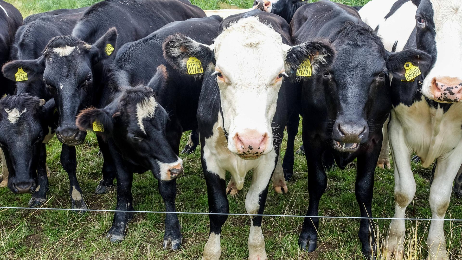 Eine Kuhherde auf einer Weide wird am 5. August 2021 in der Nähe von Allerup, Dänemark, gesehen. 
