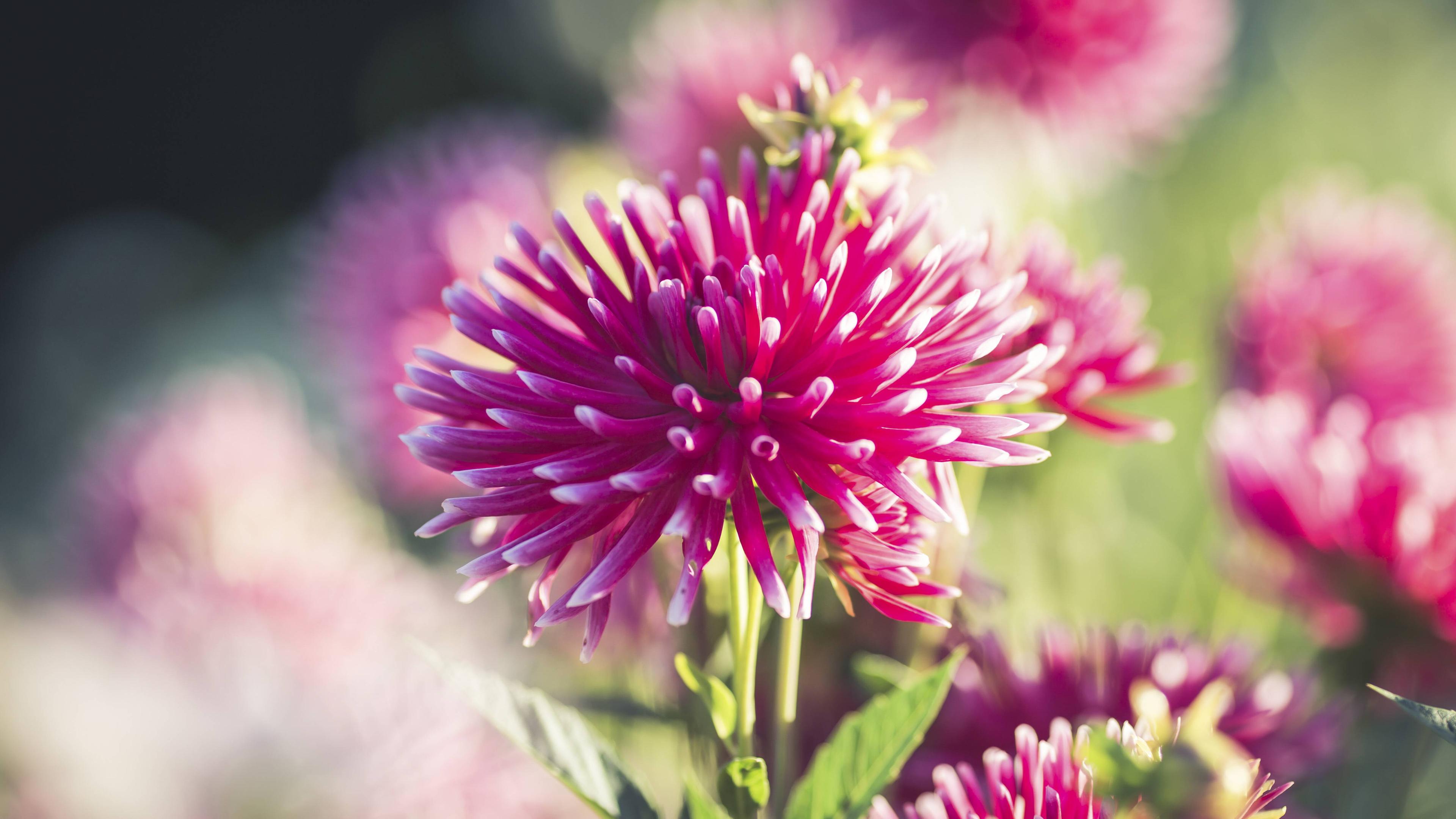 Pinke Dahlien