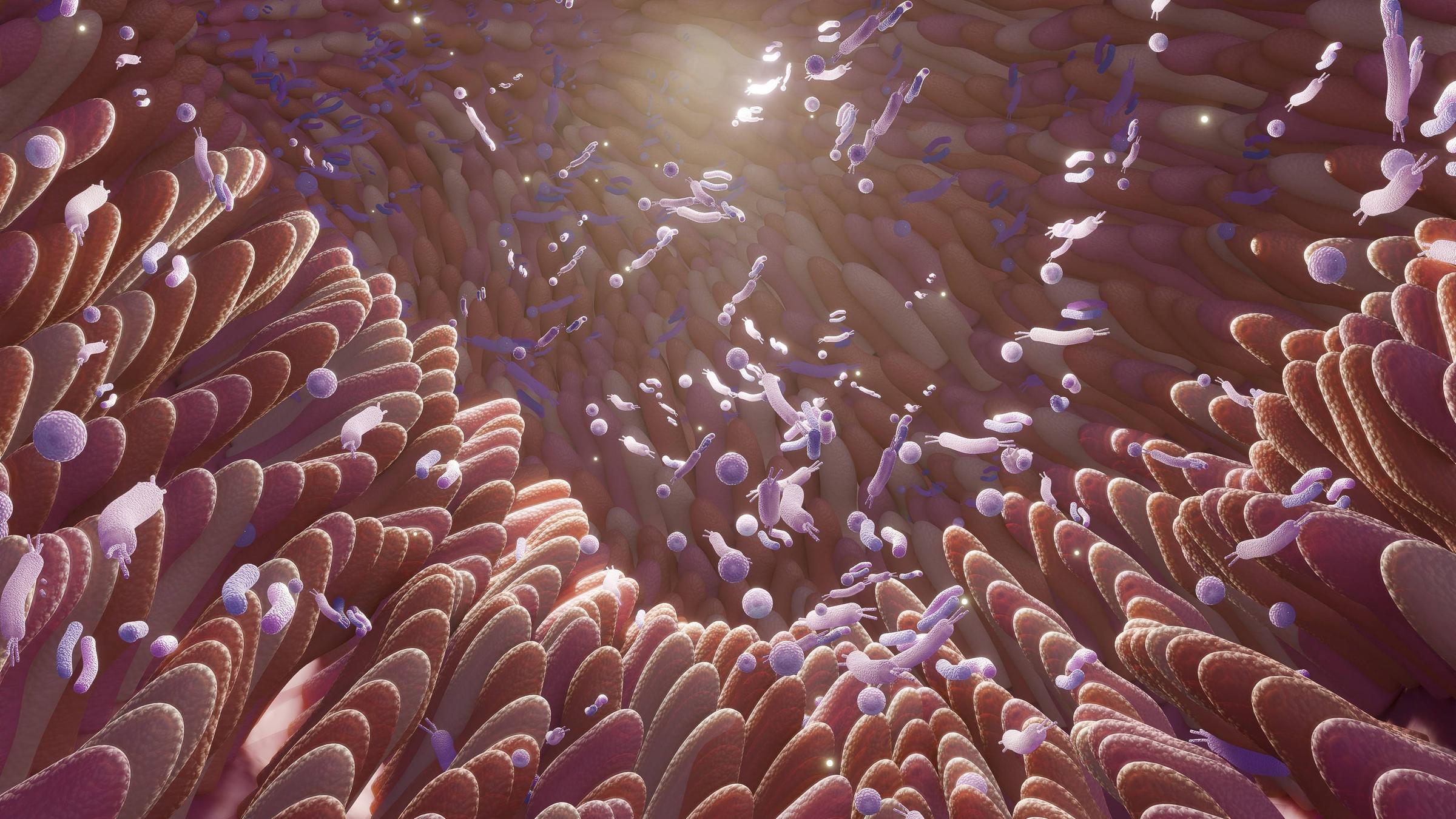 Eine 3D-Aufnahme des Mikrobioms im Darmquerschnitt.