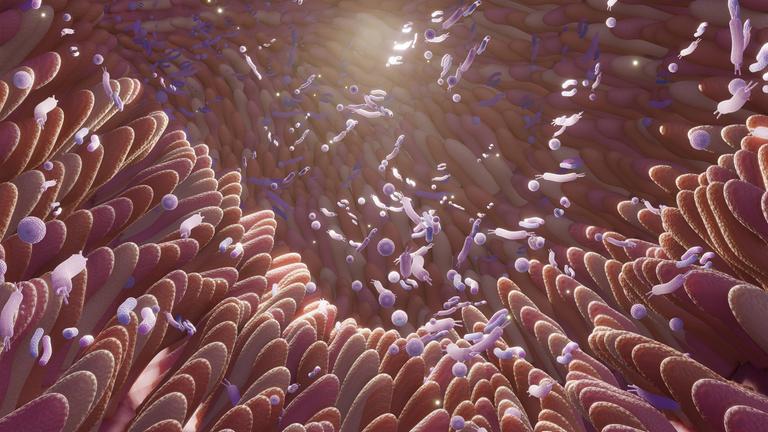 Eine 3D-Aufnahme des Mikrobioms im Darmquerschnitt.