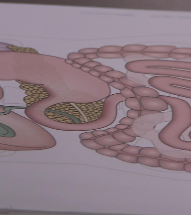 Zeichnung eines Darmes