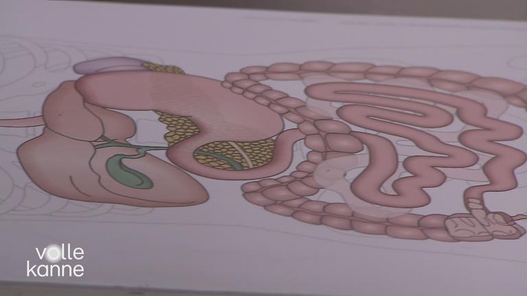 Zeichnung eines Darmes