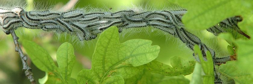 eichenprozessionsspinnerraupen