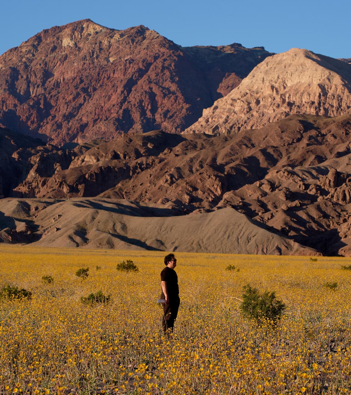 Eine Person steht am Samstag im Death Valley National Park in Kalifornien in einem Feld voller Wildblumen.