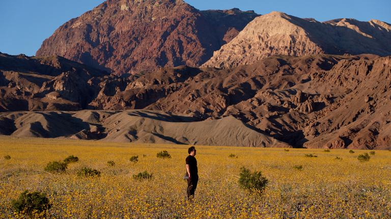 Eine Person steht am Samstag im Death Valley National Park in Kalifornien in einem Feld voller Wildblumen.