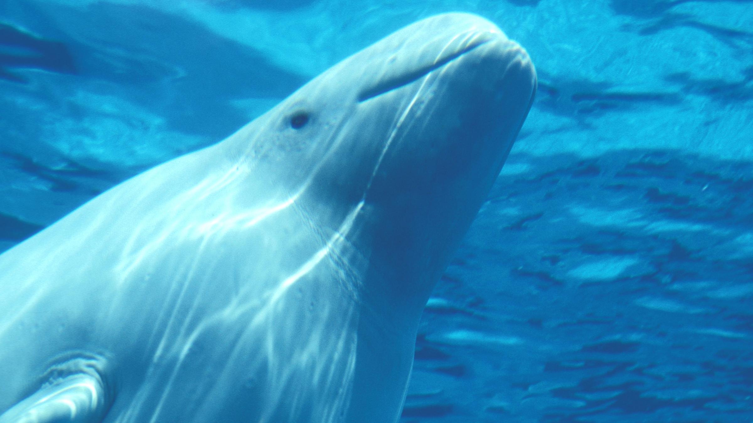 Mekong-Irawadi-Delfin