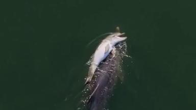 Delfinmutter hält tagelang an totem Kalb fest