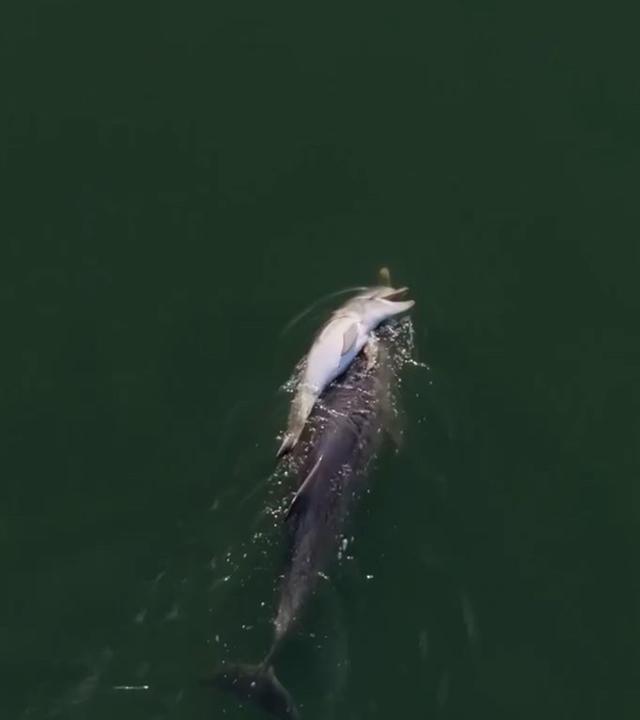 Eine Delfinmutter träfr ihr totes Kalb durhc den Ozean.