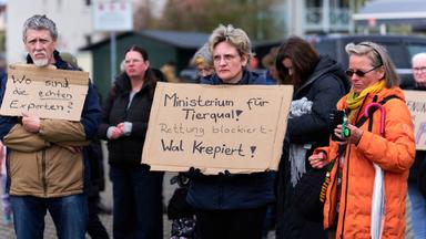 Demonstranten setzen sich für Rettung des Wals ein