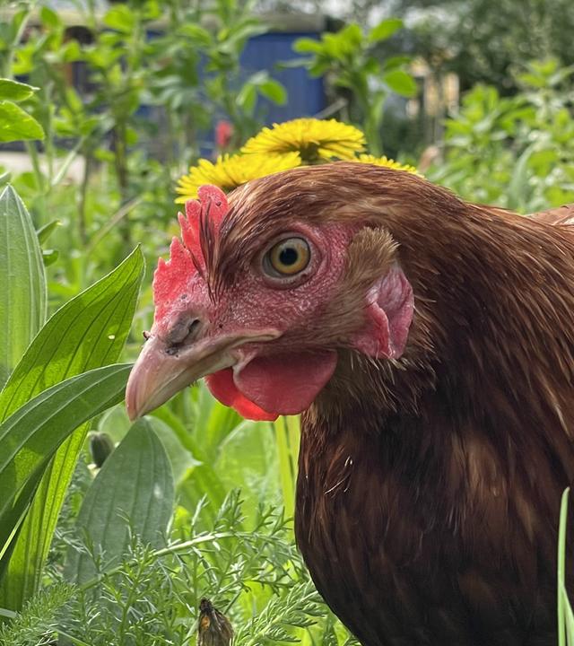 Nahaufnahme: Eine braune Henne läuft im Gras.