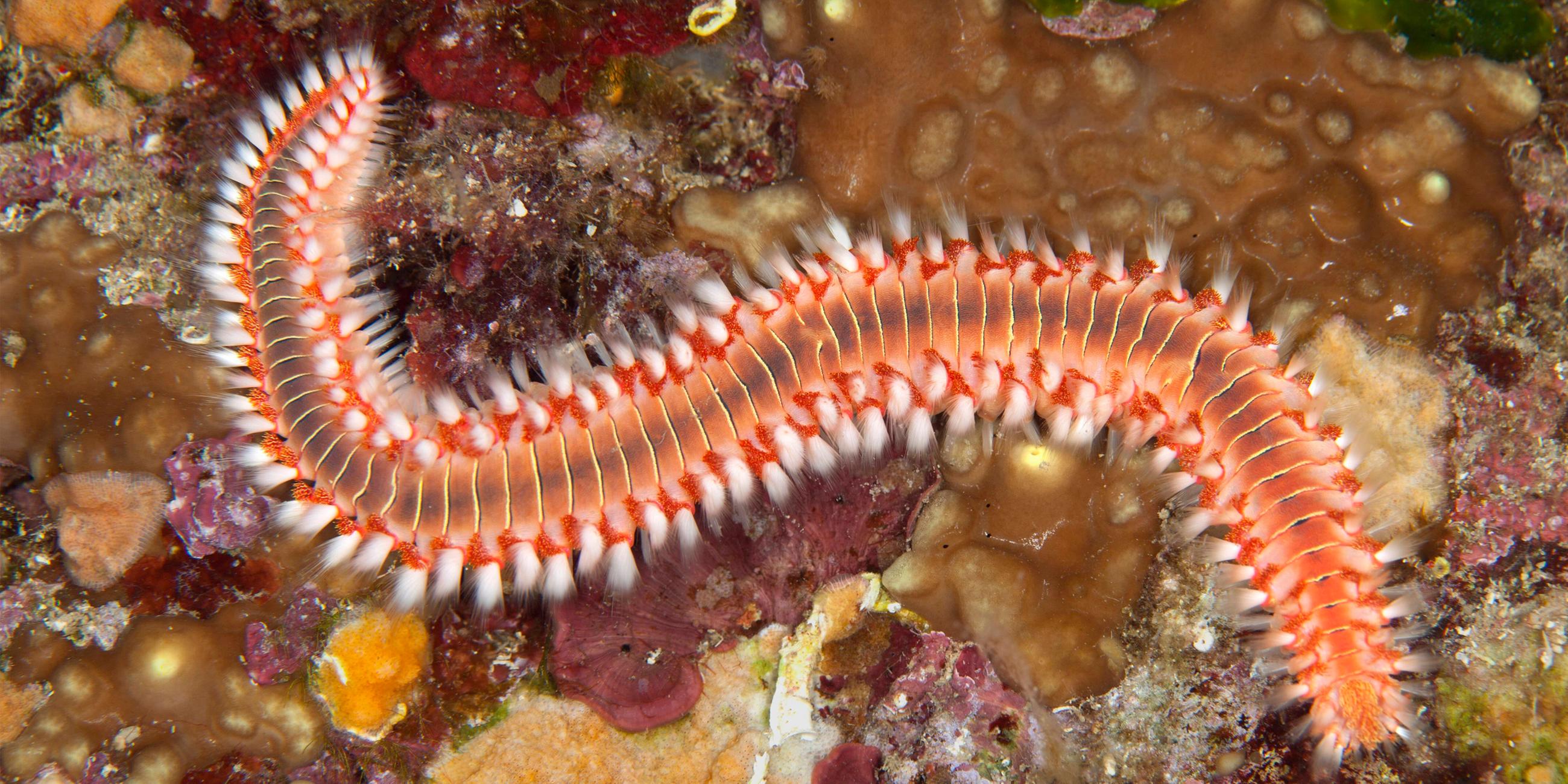 Archiv: Feuerwurm, Hermodice carunculata, Dubrovnik, Adria, Kroatien