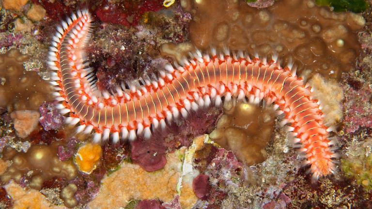 Archiv: Feuerwurm, Hermodice carunculata, Dubrovnik, Adria, Kroatien