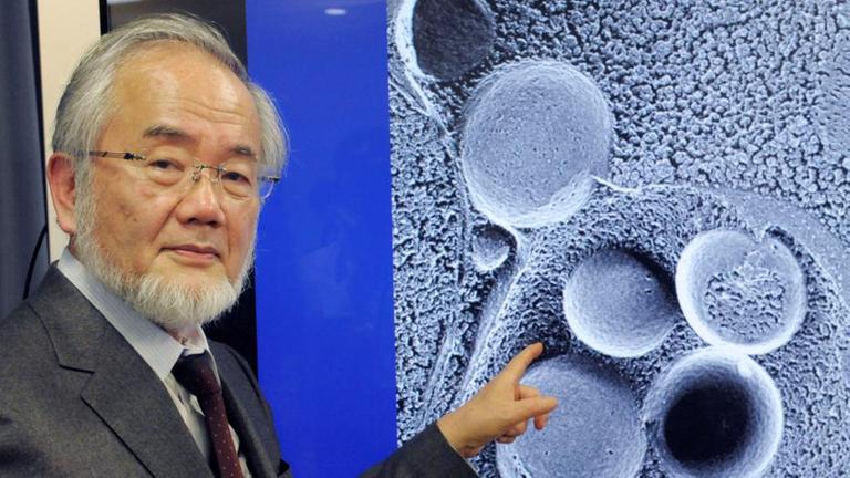 Der Gewinner des Medizin-Nobelpreis 2016, Yoshinori Ohsumi