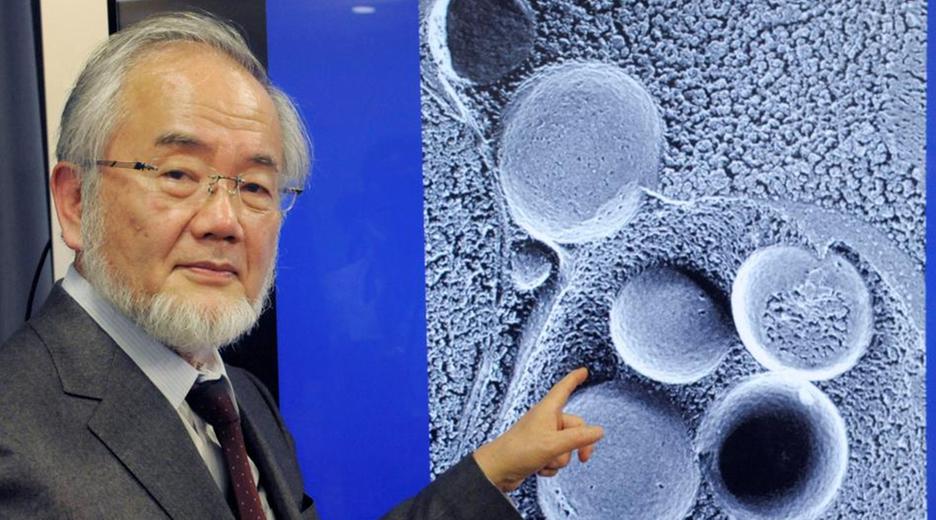 Der Gewinner des Medizin-Nobelpreis 2016, Yoshinori Ohsumi
