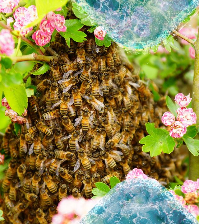 Sehr viele Bienen tummeln sich auf einem Haufen. Sie sind von rosafarbenden Blüten umgeben. 