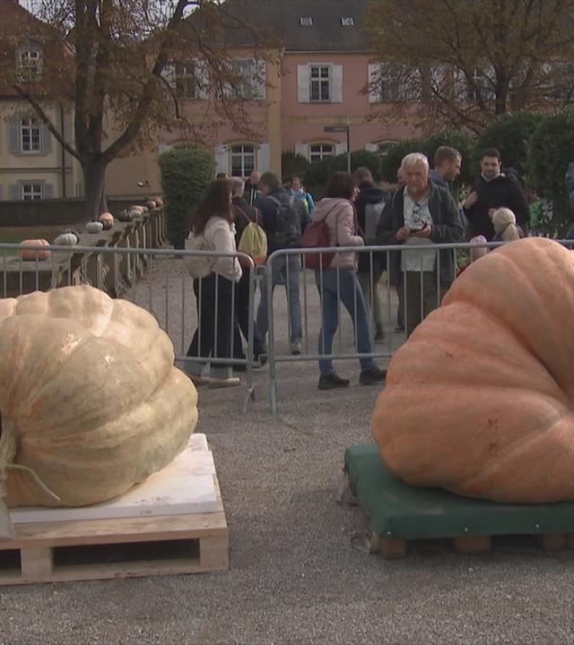 Der schwerste Kürbis Deutschlands