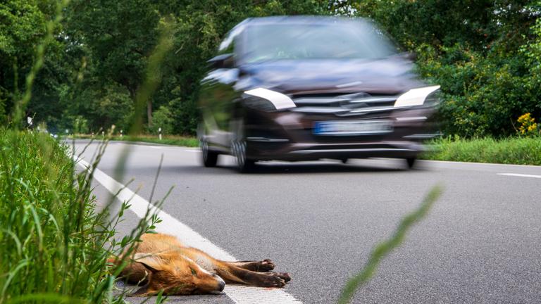 30.07.2021, Niedersachsen, Werlte: Ein toter junger Fuchs liegt angefahren am Straßenrand.