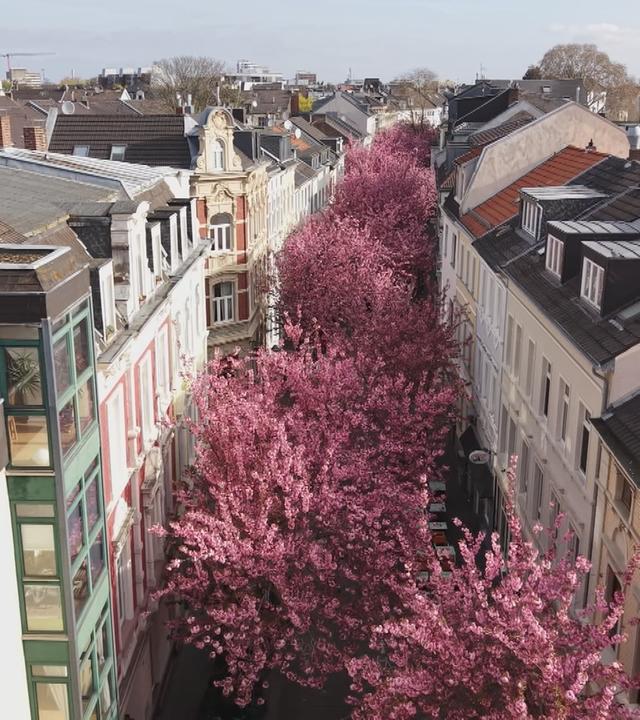 Deutschlandreise Bonner Kirschblüte