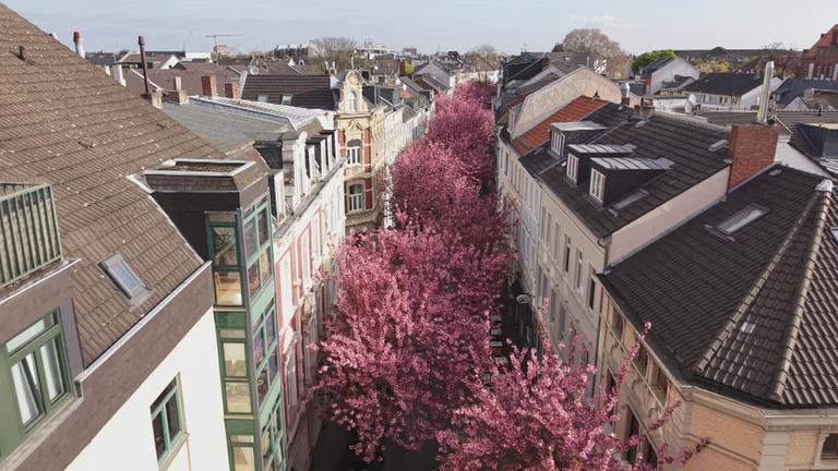 Deutschlandreise Bonner Kirschblüte