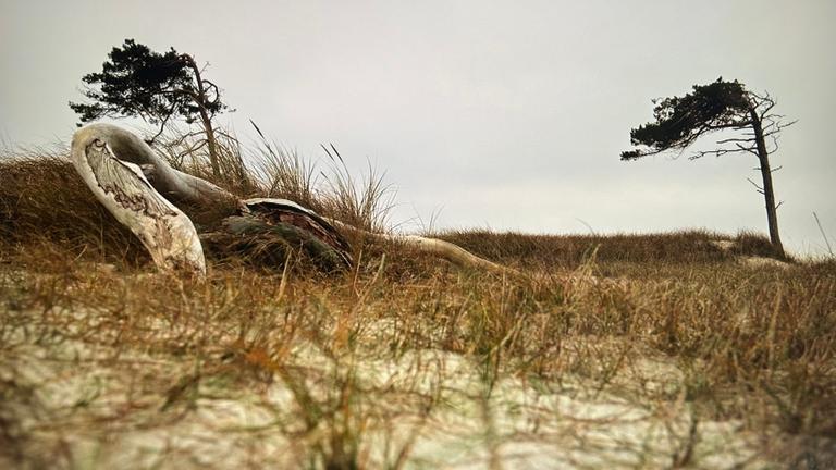 Deutschlandreise-Darss