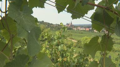 Blick auf eine Kirche durch die grünen Blätter eines Weinbergs.
