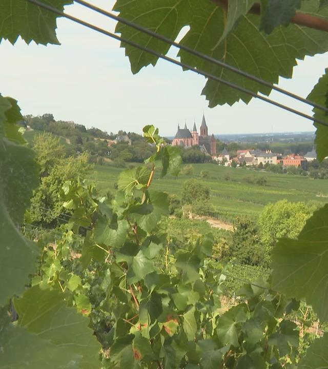 Blick auf eine Kirche durch die grünen Blätter eines Weinbergs.