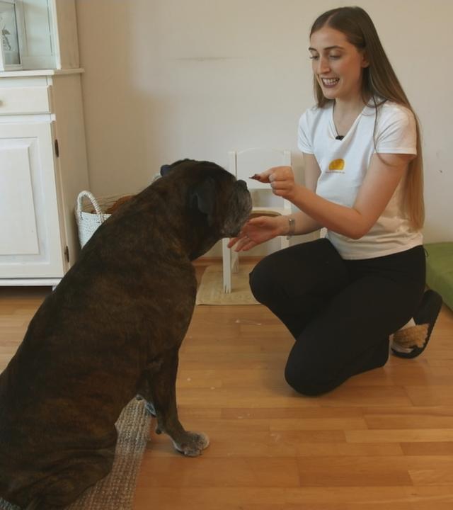 Frau gibt Hund Leckerchen