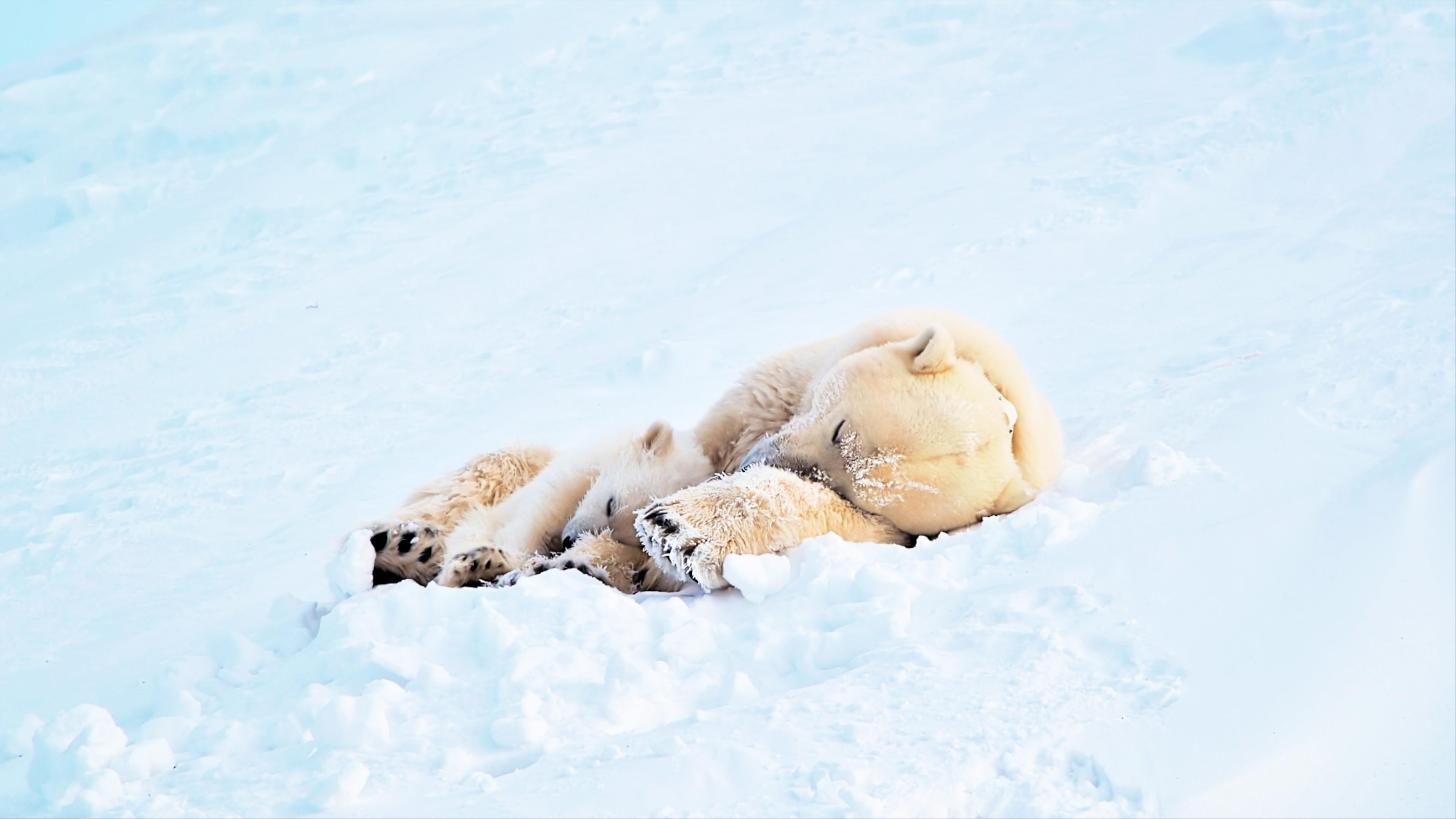 Eisbärin "Misha" liegt mit Tochter "Flocke" beim Mittagsschlaf in Spitzbergen. Sie kuscheln sich beide im Schnee aneinander.
