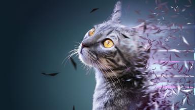 Katze
