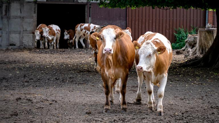 Mehrere Kühe stehen auf einem Bauernhof