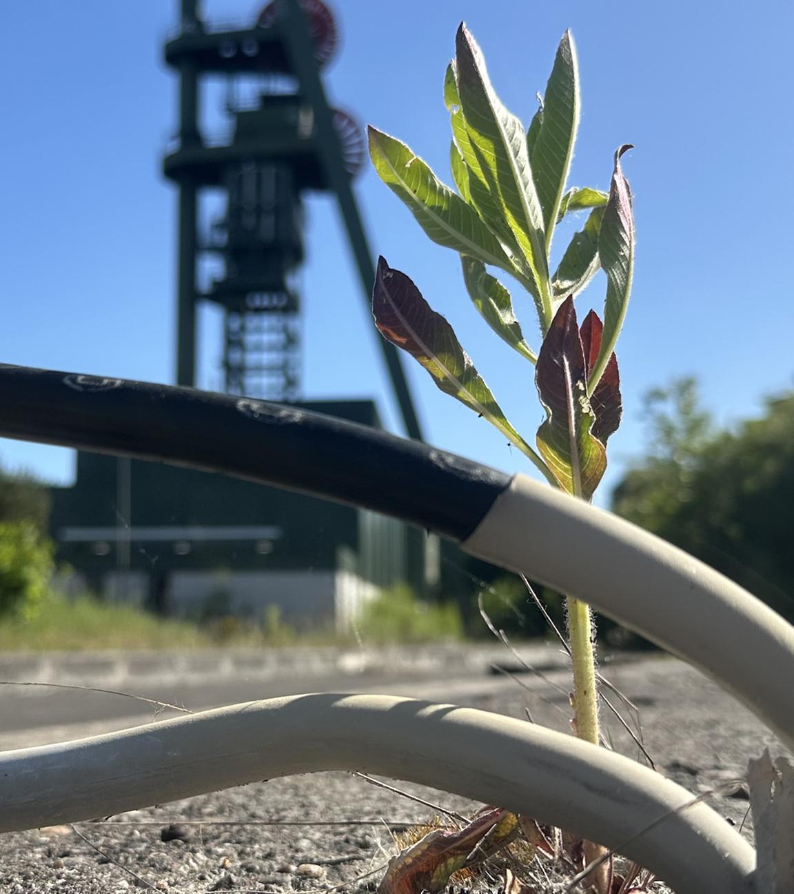 Auch wenn sich die Natur ihren Platz langsam zurück erkämpft, Schacht "Lerche" bei Hamm ist aktuell noch eine Industriebrache.