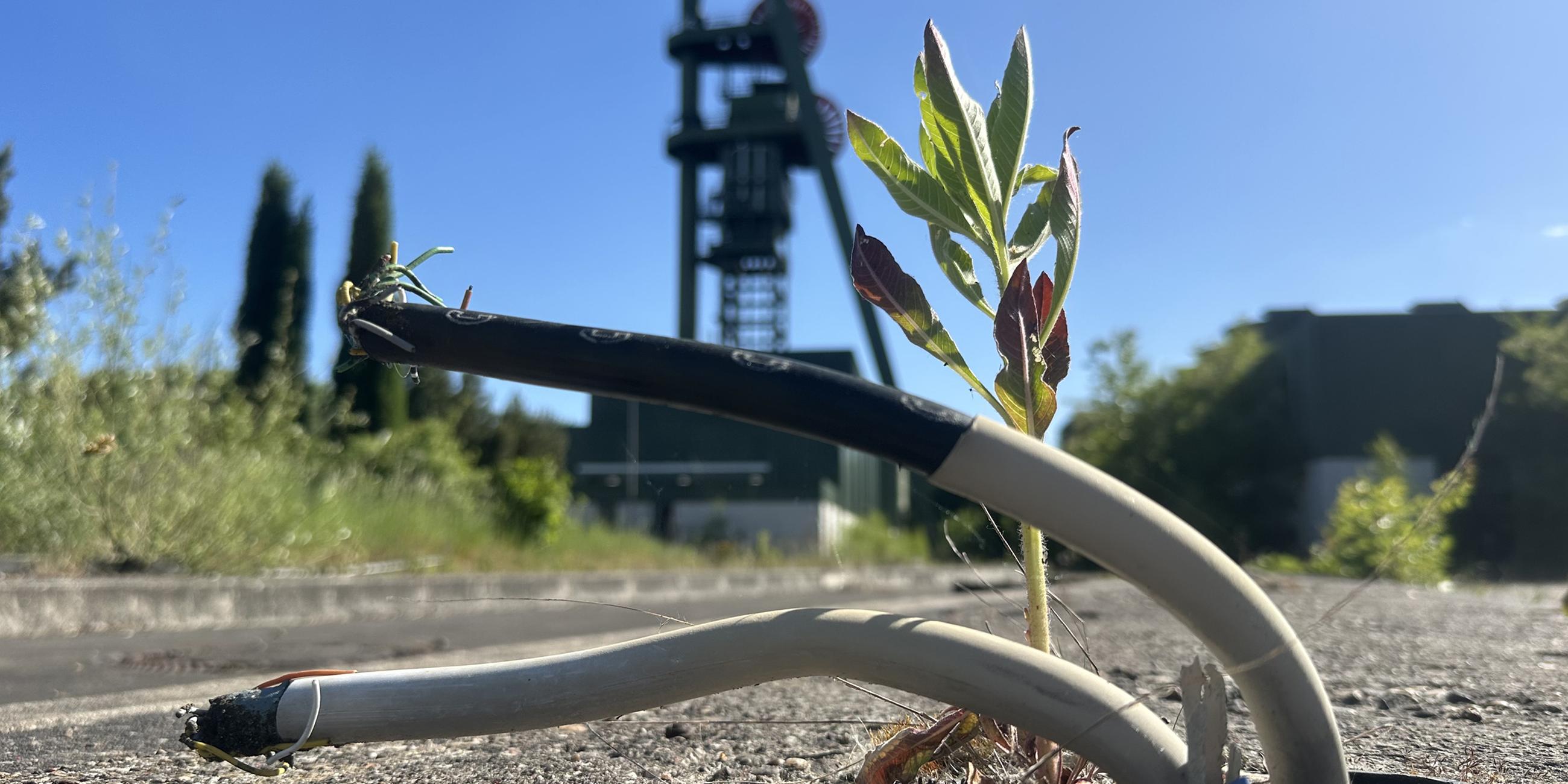 Auch wenn sich die Natur ihren Platz langsam zurück erkämpft, Schacht "Lerche" bei Hamm ist aktuell noch eine Industriebrache.