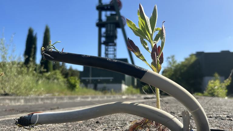 Auch wenn sich die Natur ihren Platz langsam zurück erkämpft, Schacht "Lerche" bei Hamm ist aktuell noch eine Industriebrache.