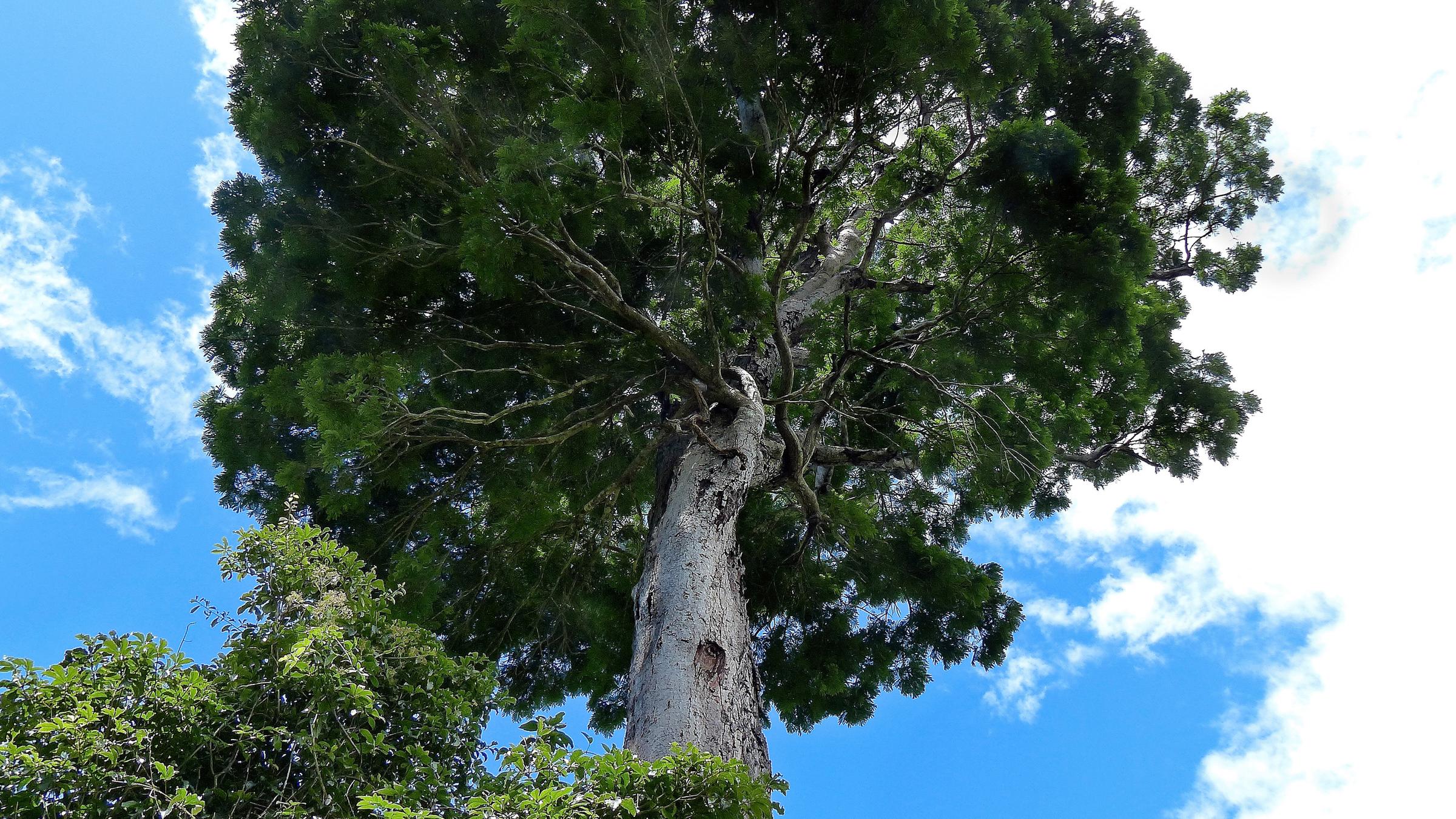 Dinizia jueirana-facao