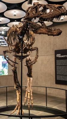 Dino-Skelett wird in New York versteigert