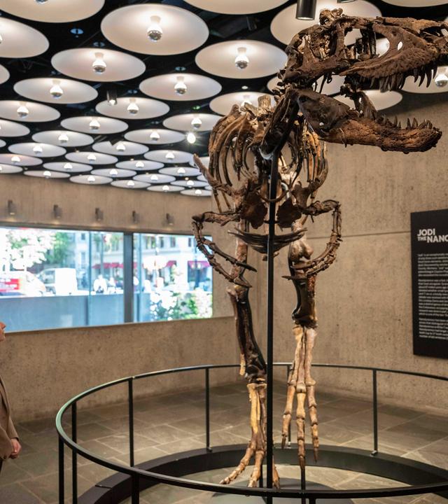 Dino-Skelett wird in New York versteigert