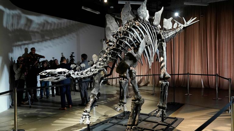 Ein großes Skelett eines Stegosaurus steht in einem Museum und wird von Lampen angestrahlt. Im Hintergrund sieht man hinter einer Absperrung einen Vorhang und zahlreiche Journalisten.